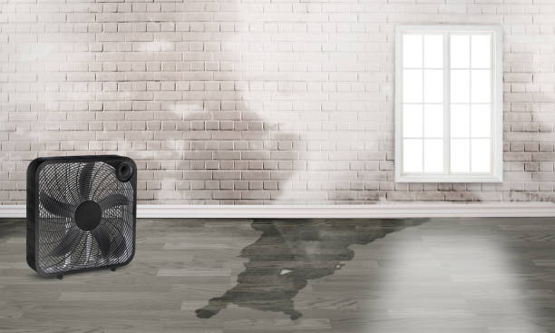 Best Mold removal after water damage  in Lake Station, IN